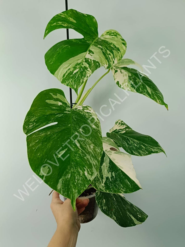 Monstera variegata albo