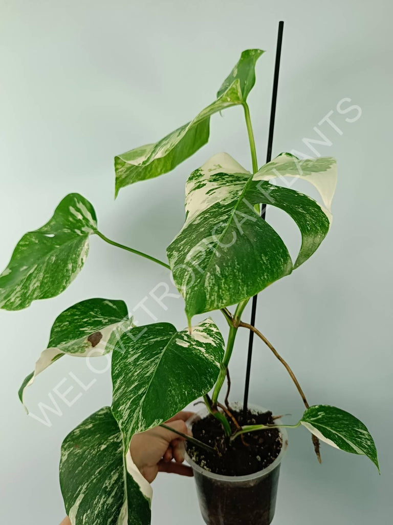 Monstera variegata albo