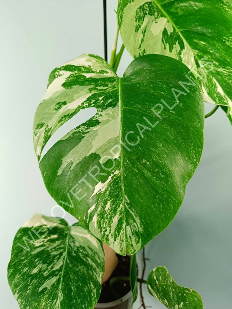 Monstera variegata albo