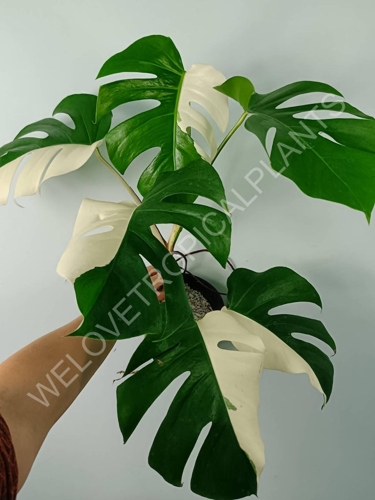 Monstera variegata albo SOLID WHITE