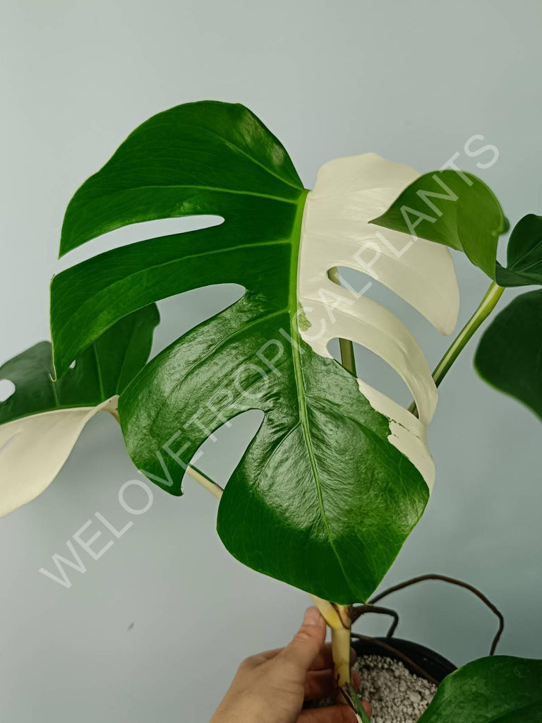 Monstera variegata albo SOLID WHITE