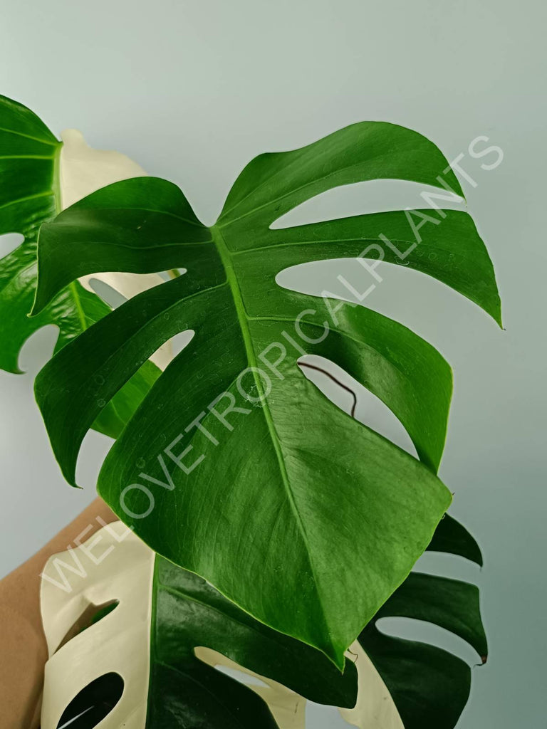 Monstera variegata albo SOLID WHITE