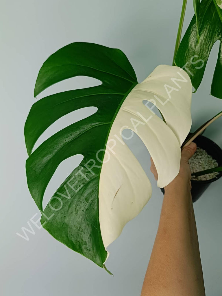 Monstera variegata albo SOLID WHITE