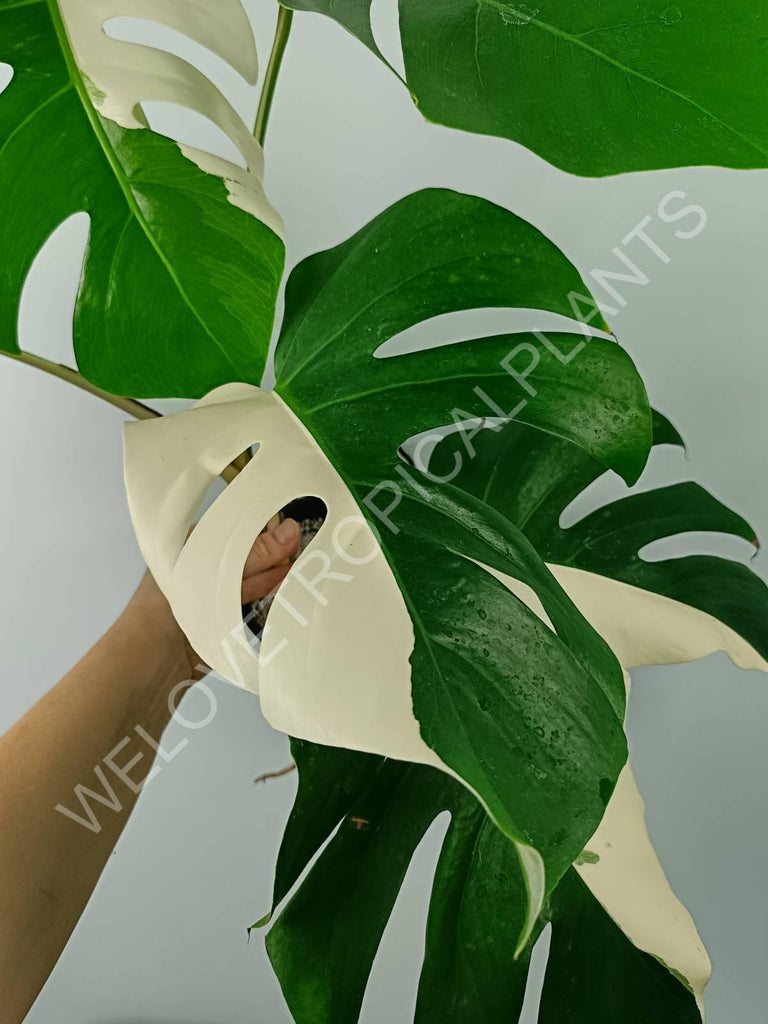 Monstera variegata albo SOLID WHITE