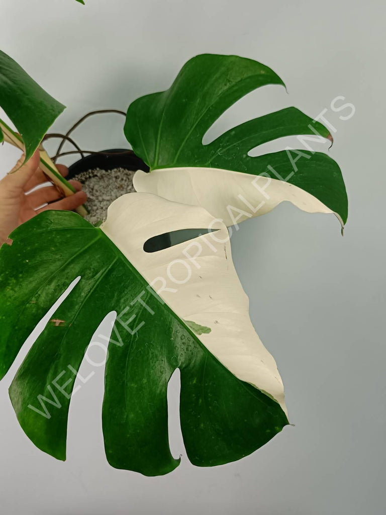 Monstera variegata albo SOLID WHITE