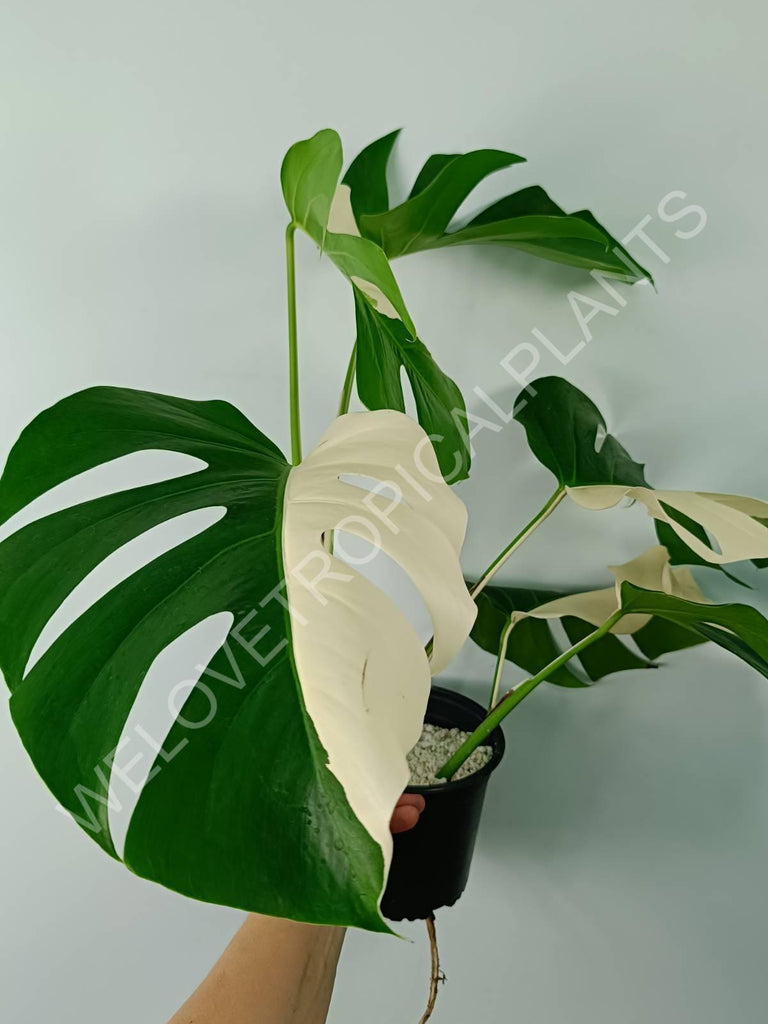 Monstera variegata albo SOLID WHITE