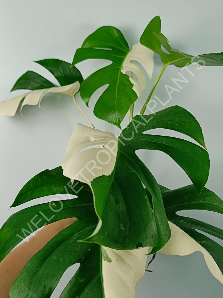 Monstera variegata albo SOLID WHITE