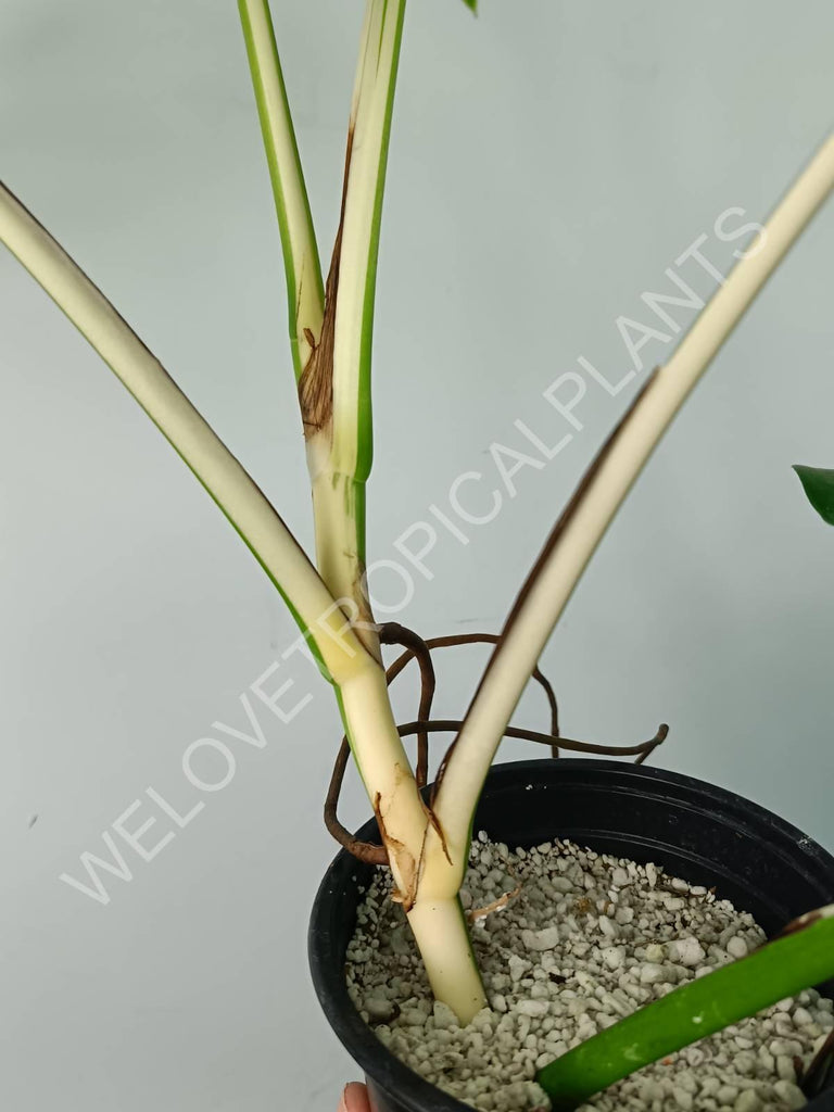 Monstera variegata albo SOLID WHITE