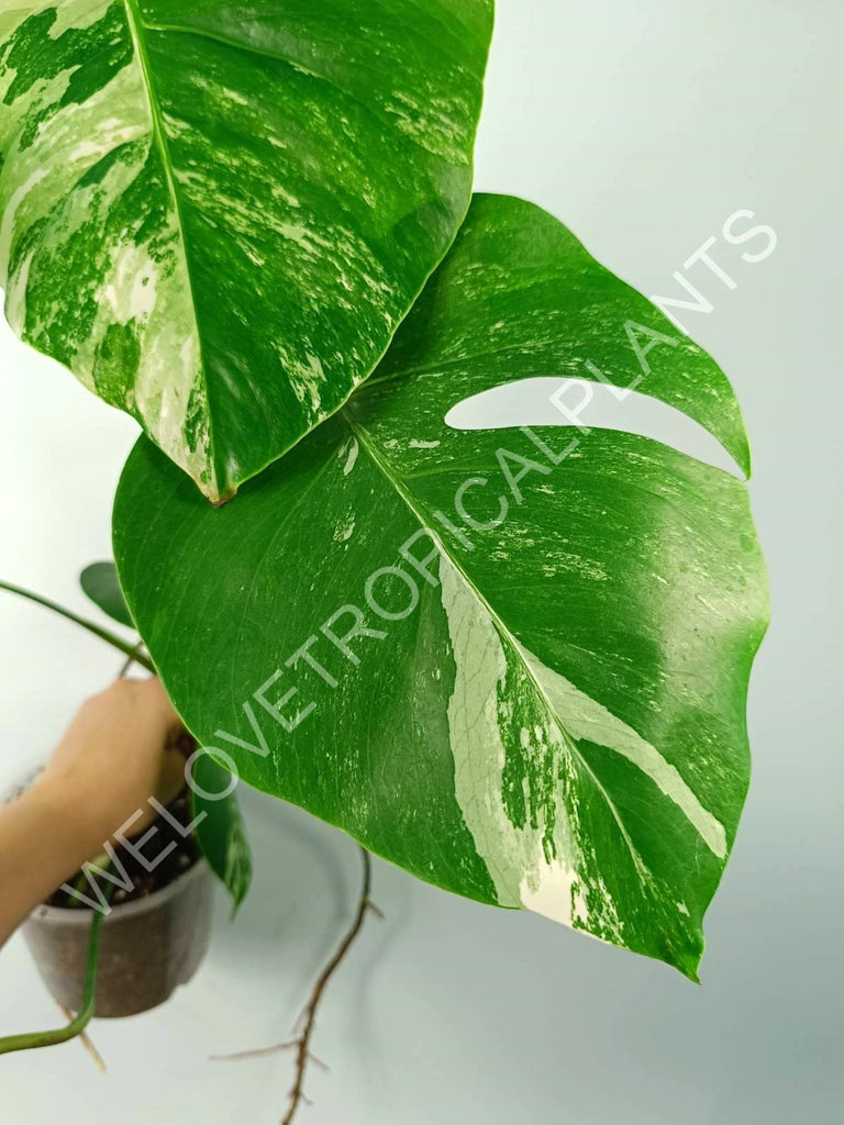 Monstera variegata albo