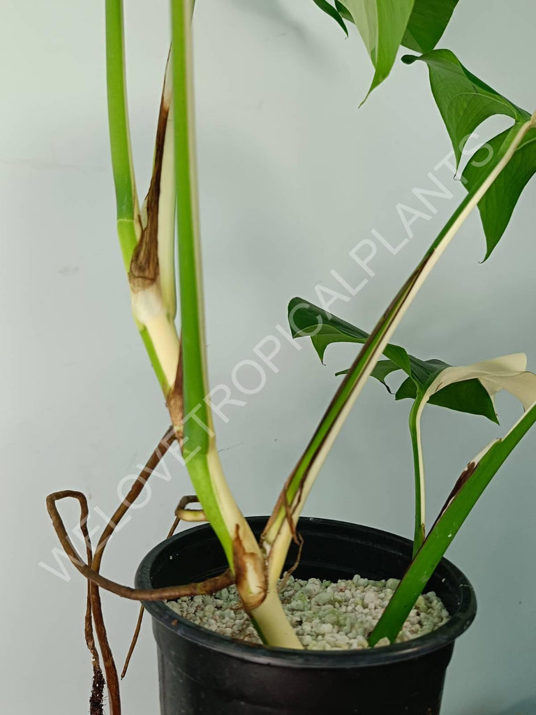 Monstera variegata albo SOLID WHITE