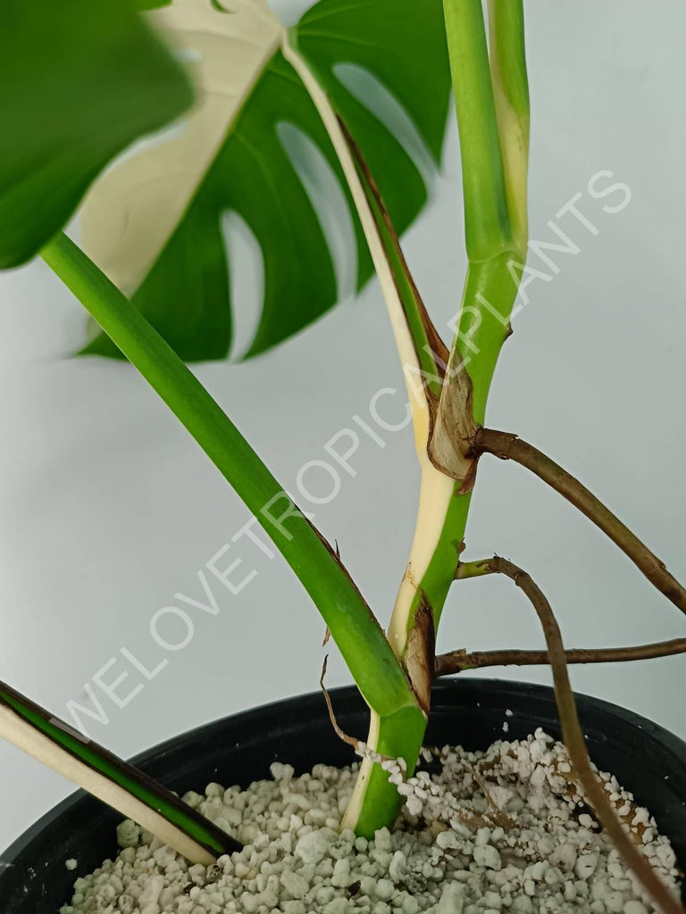 Monstera variegata albo SOLID WHITE