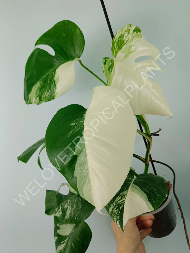 Monstera variegata albo