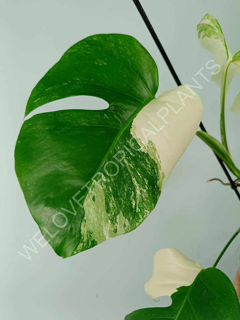 Monstera variegata albo