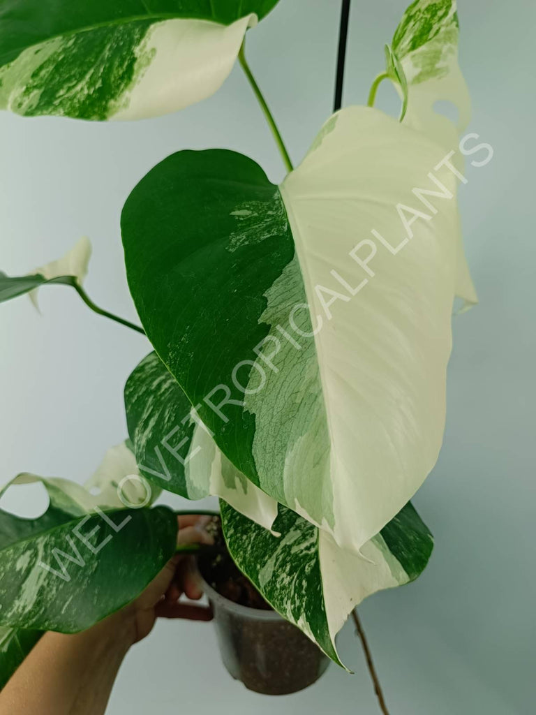 Monstera variegata albo