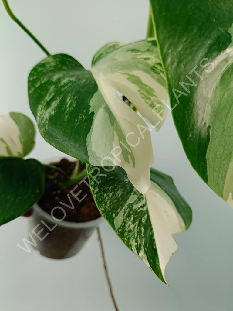 Monstera variegata albo