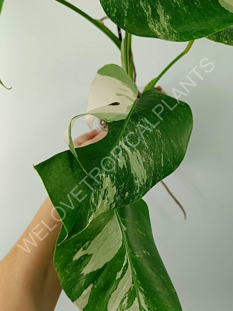 Monstera variegata albo