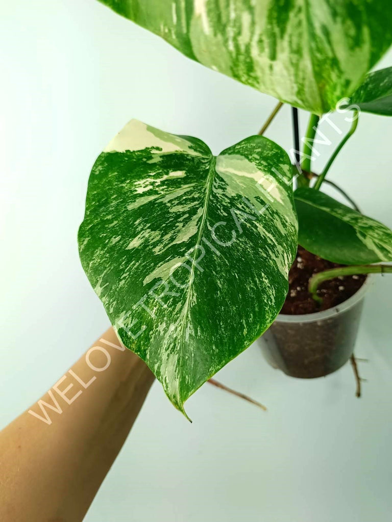 Monstera variegata albo