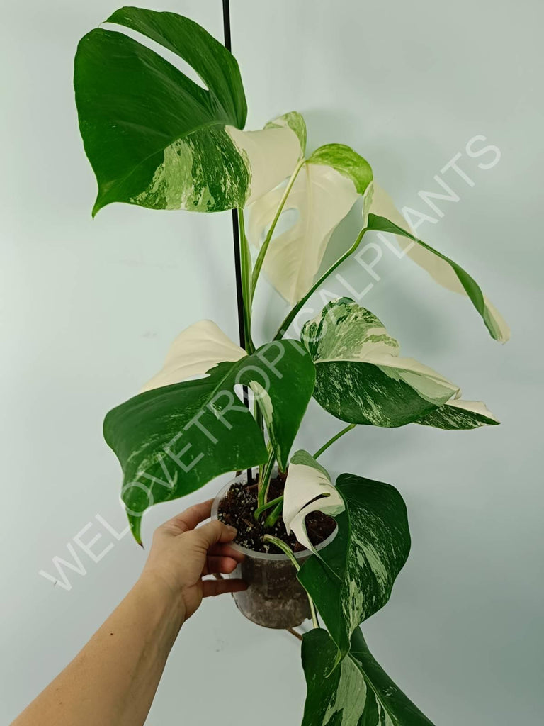 Monstera variegata albo