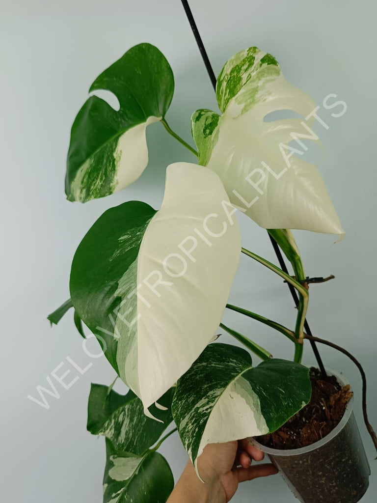 Monstera variegata albo