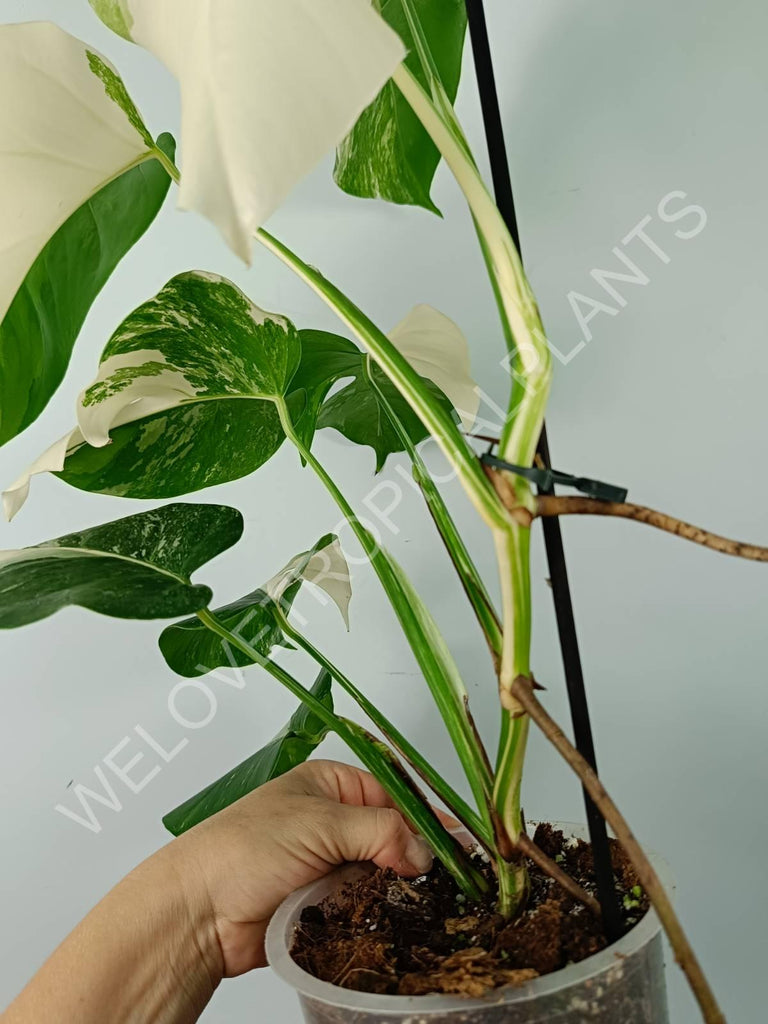 Monstera variegata albo