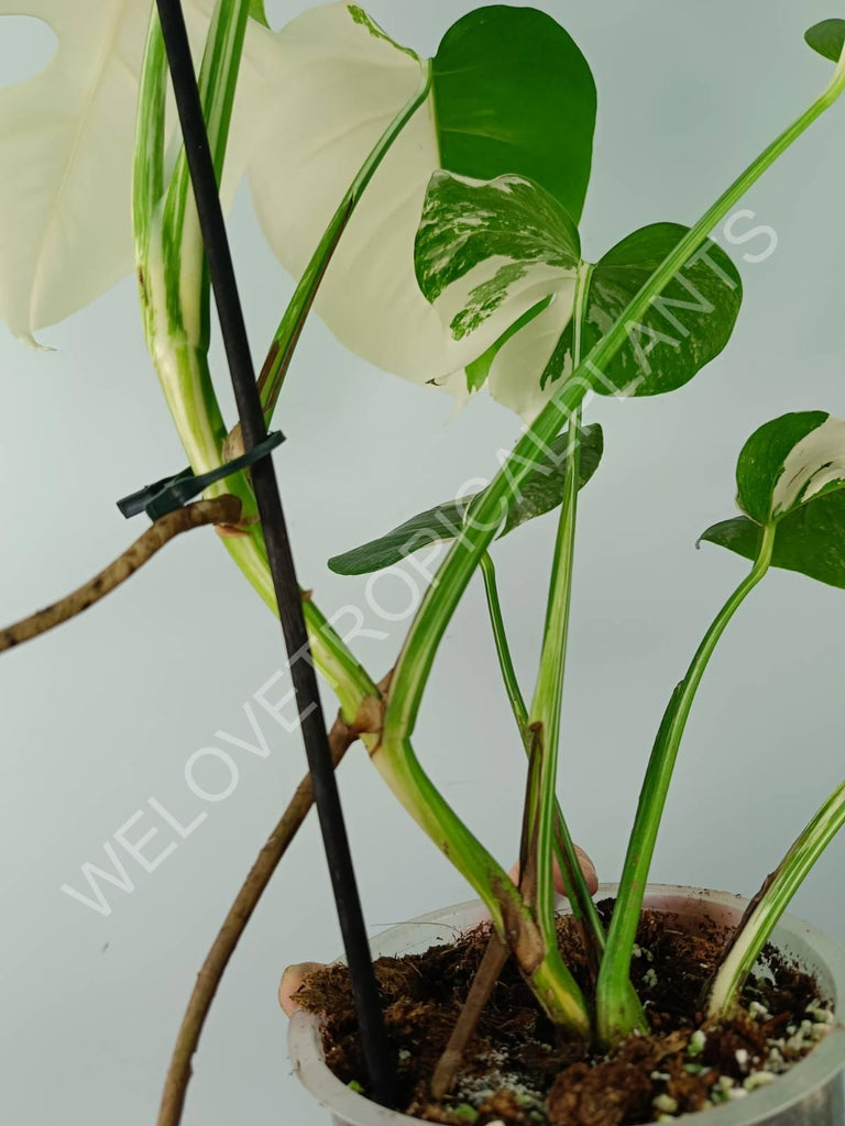 Monstera variegata albo