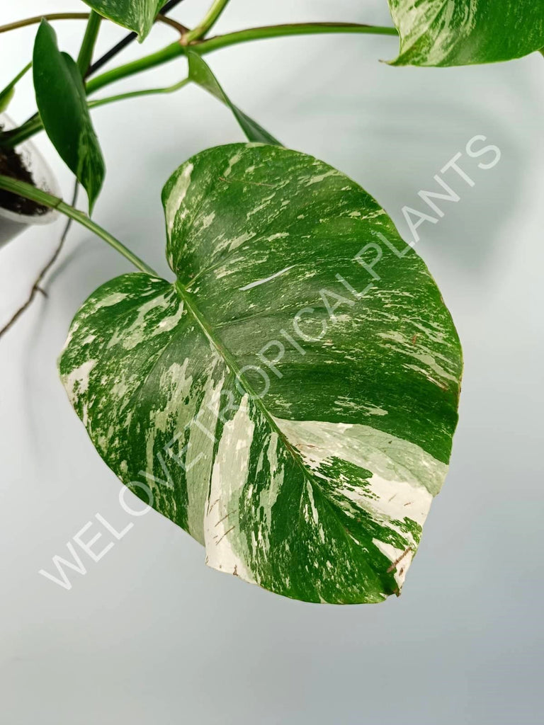 Monstera variegata albo