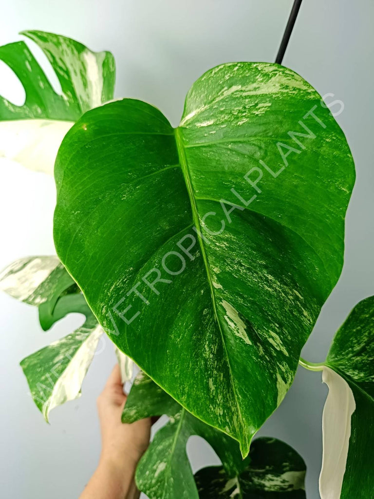 Monstera variegata albo