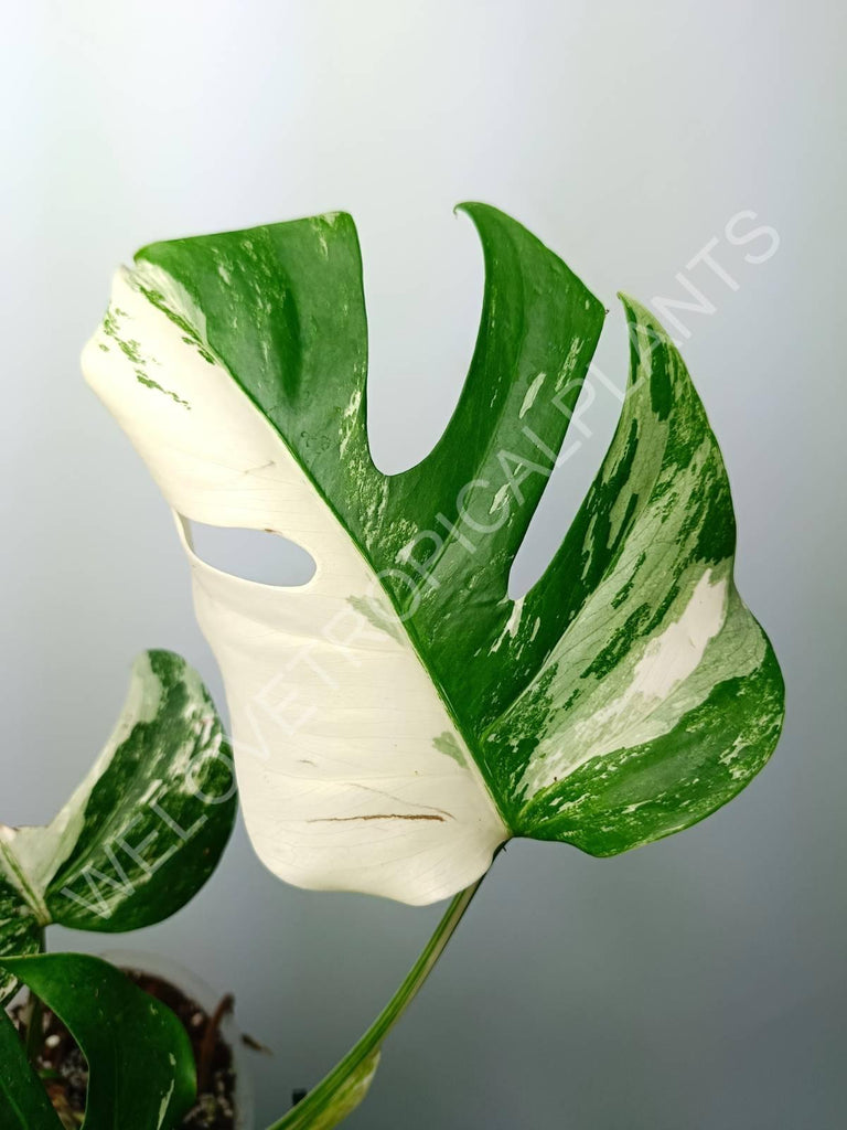 Monstera variegata albo