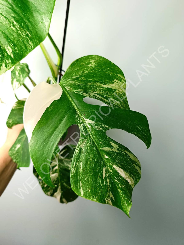 Monstera variegata albo