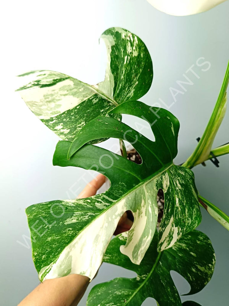 Monstera variegata albo