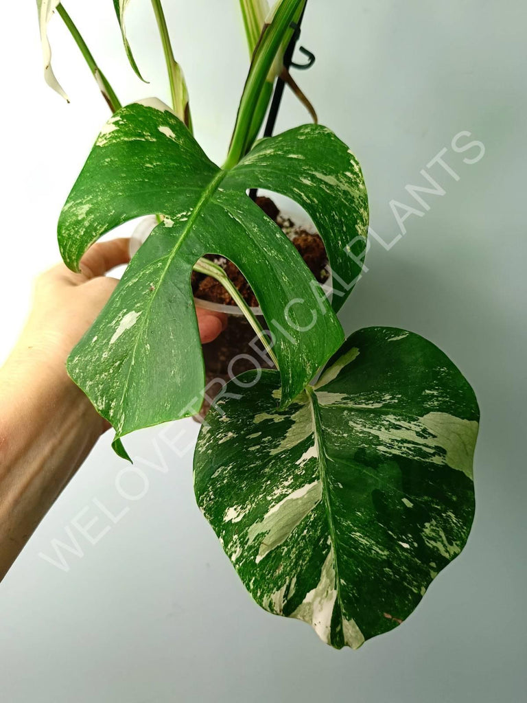 Monstera variegata albo