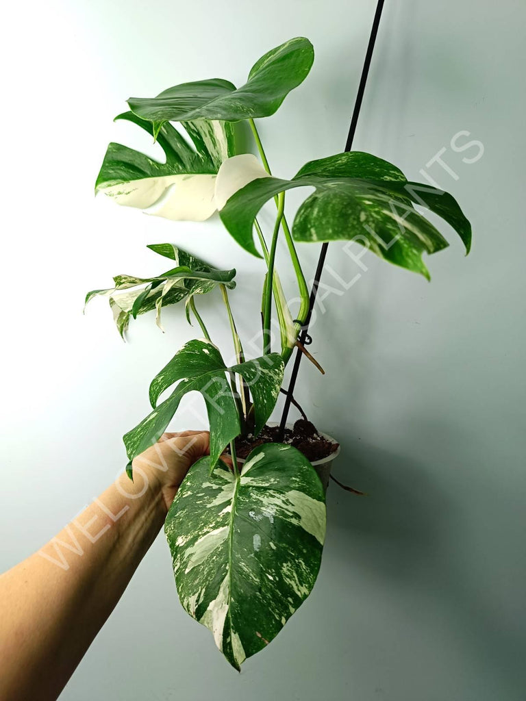 Monstera variegata albo