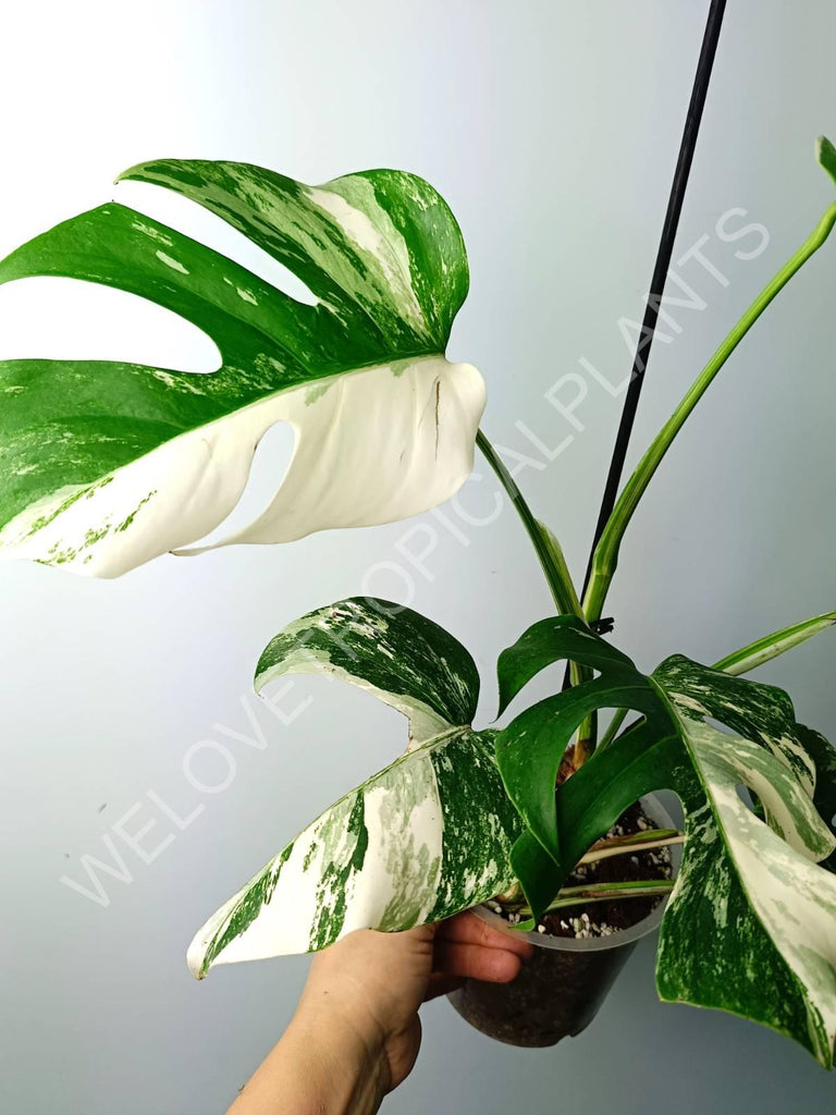 Monstera variegata albo