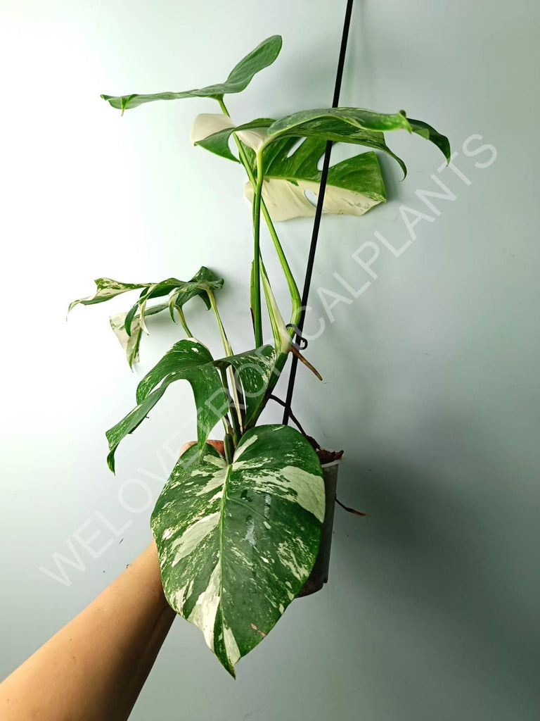 Monstera variegata albo