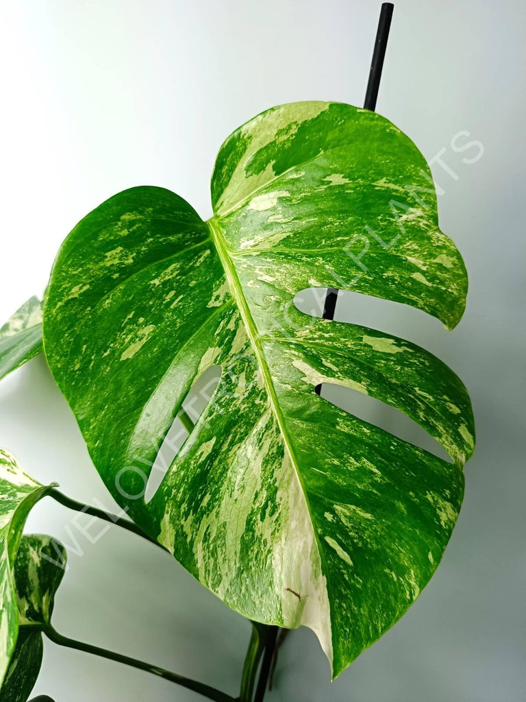 Monstera variegata albo