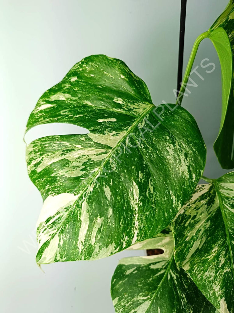 Monstera variegata albo