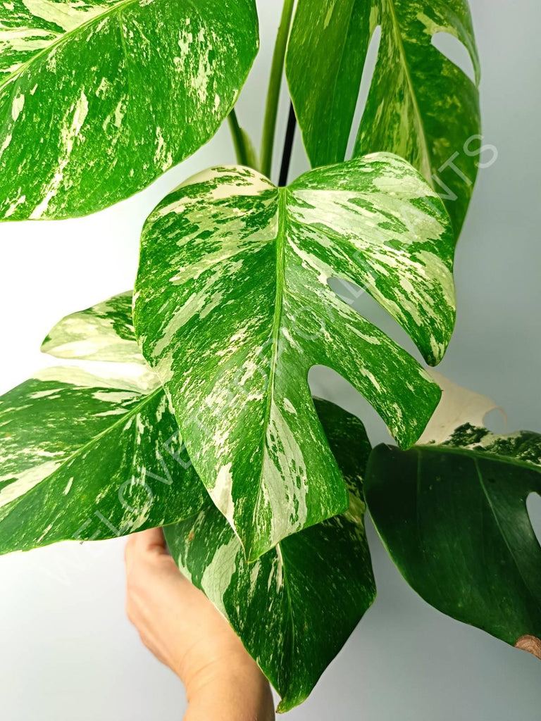 Monstera variegata albo