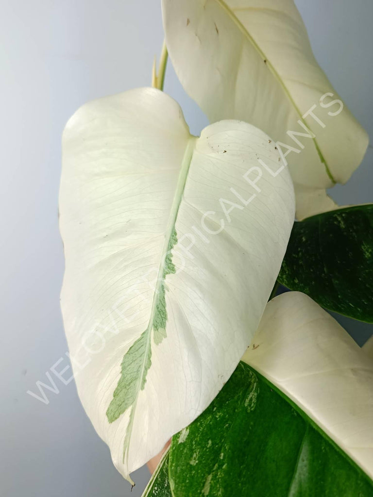 Monstera variegata albo