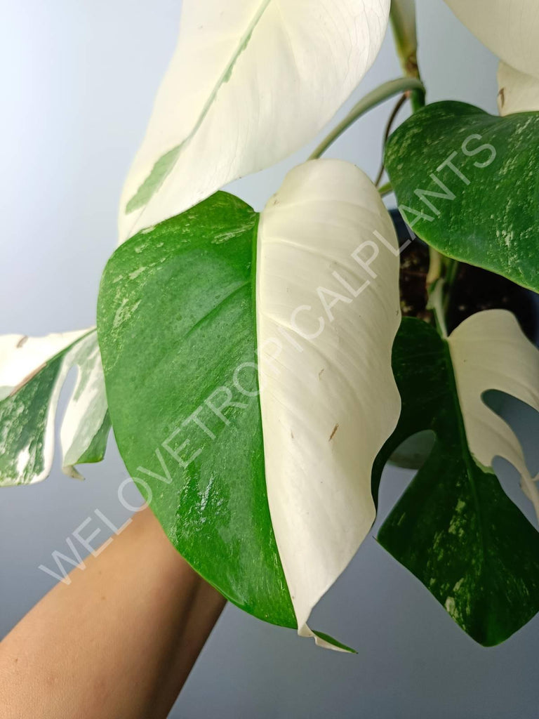 Monstera variegata albo