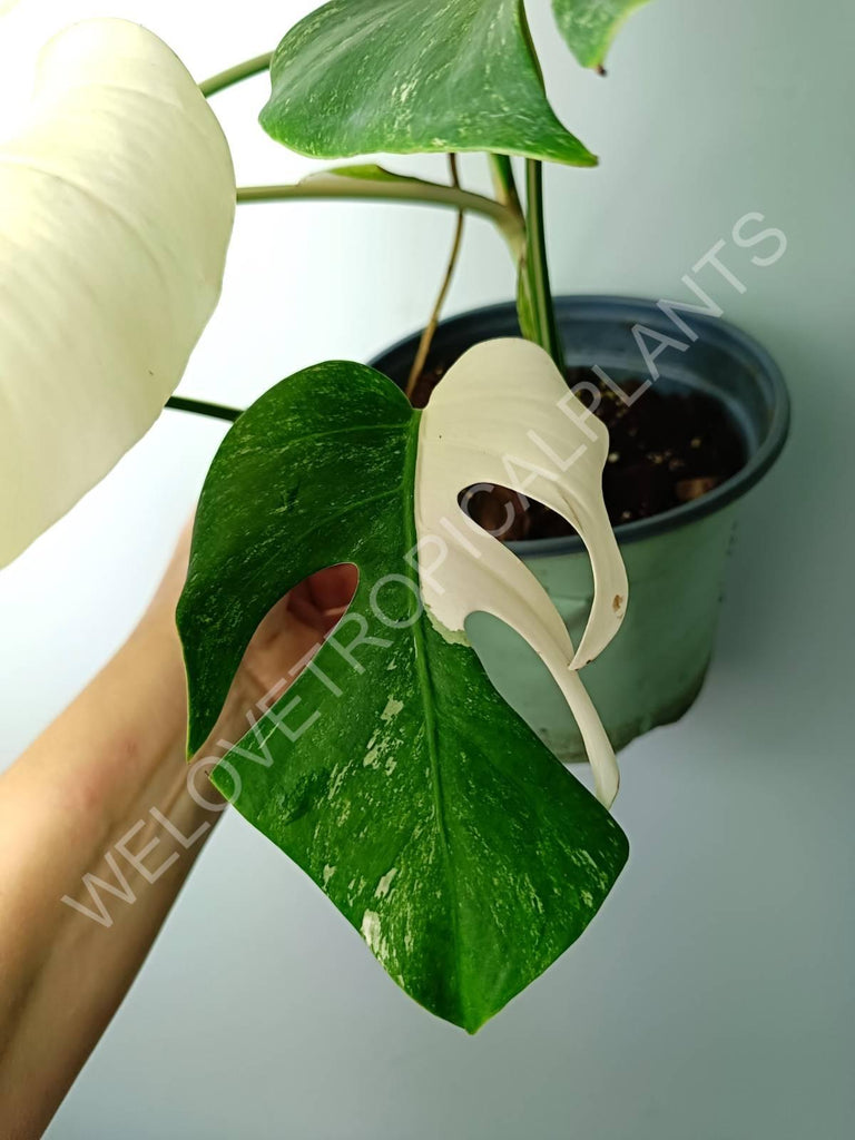 Monstera variegata albo