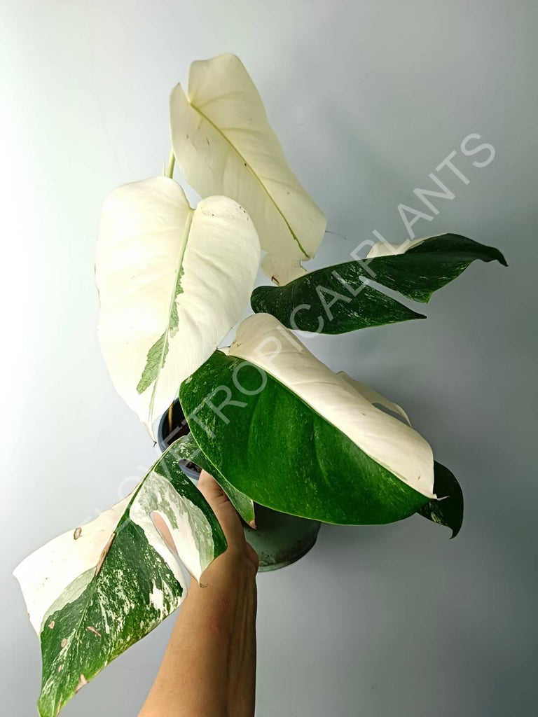 Monstera variegata albo