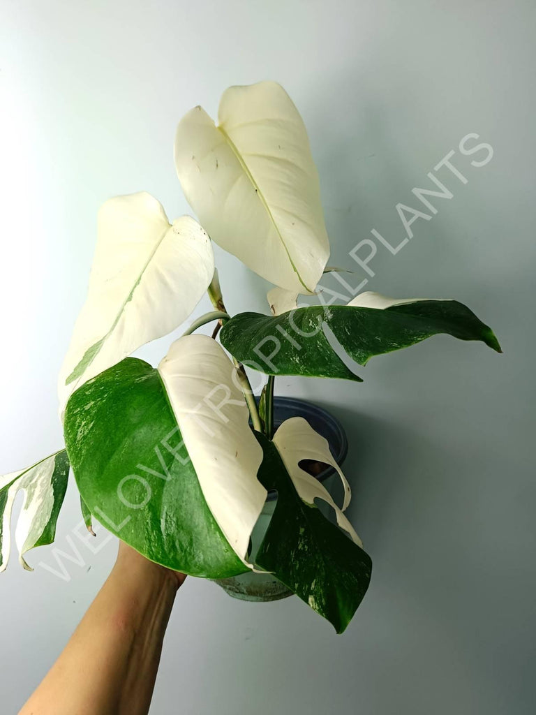 Monstera variegata albo