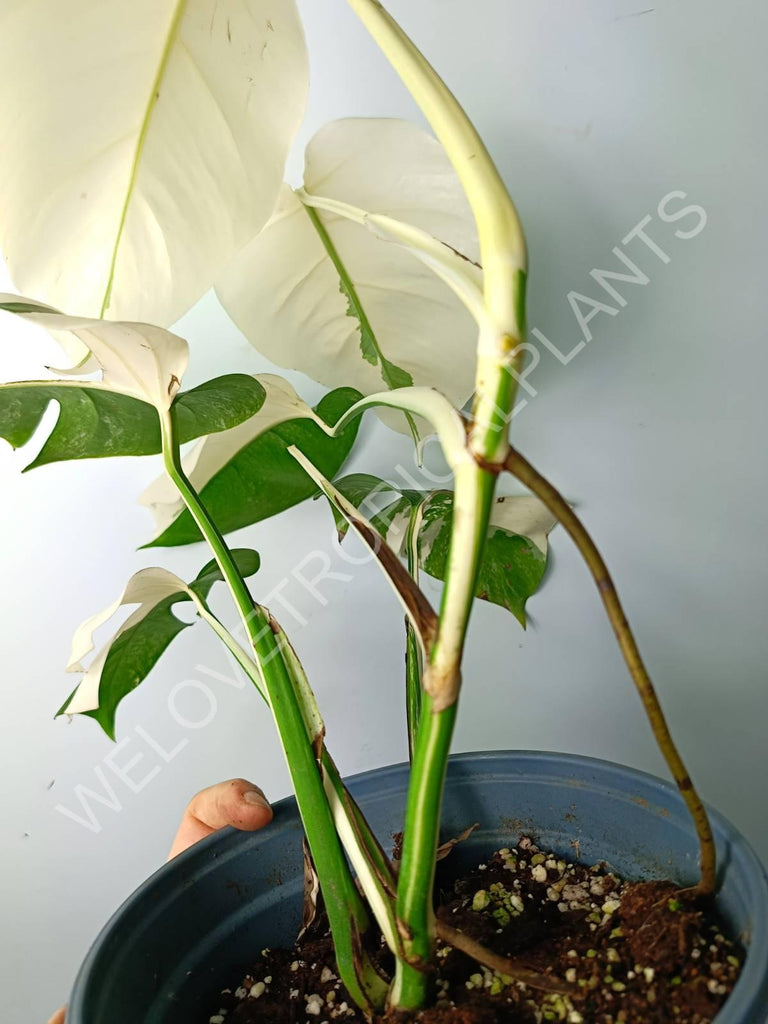 Monstera variegata albo