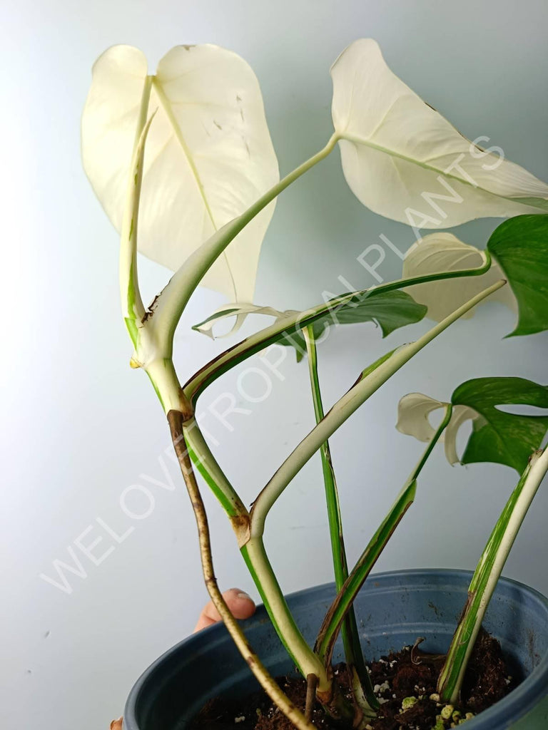 Monstera variegata albo