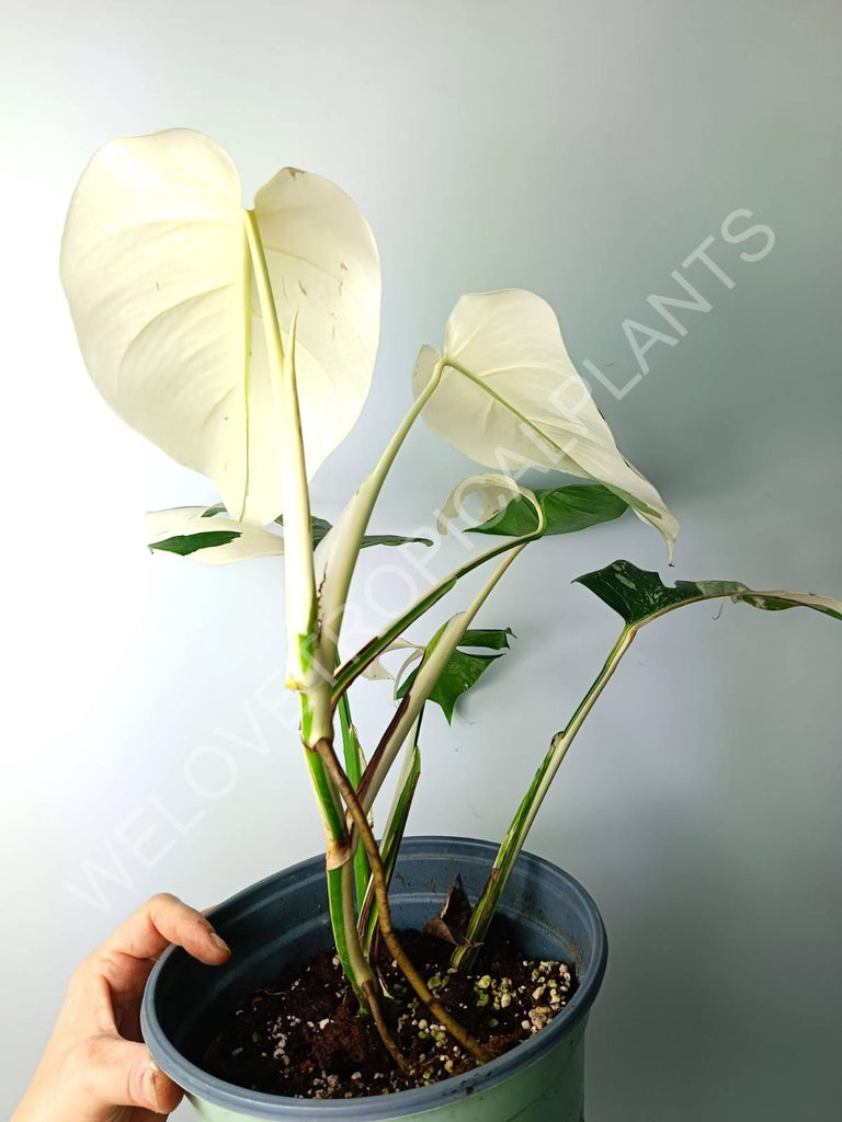 Monstera variegata albo