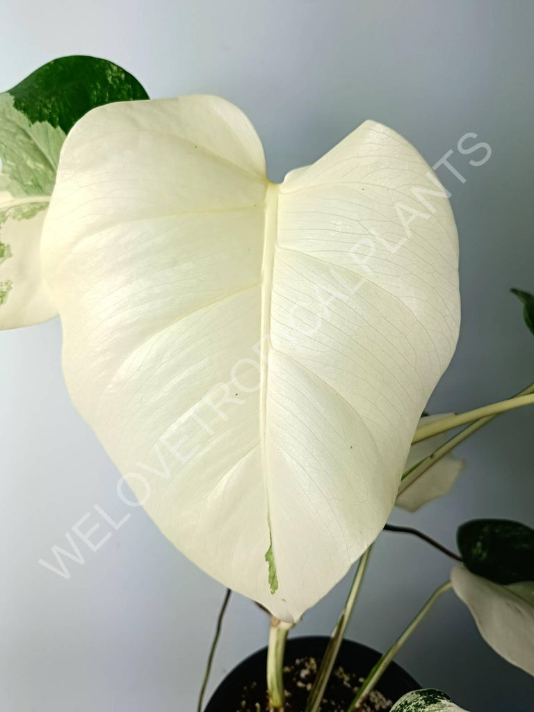 Monstera variegata albo extra white