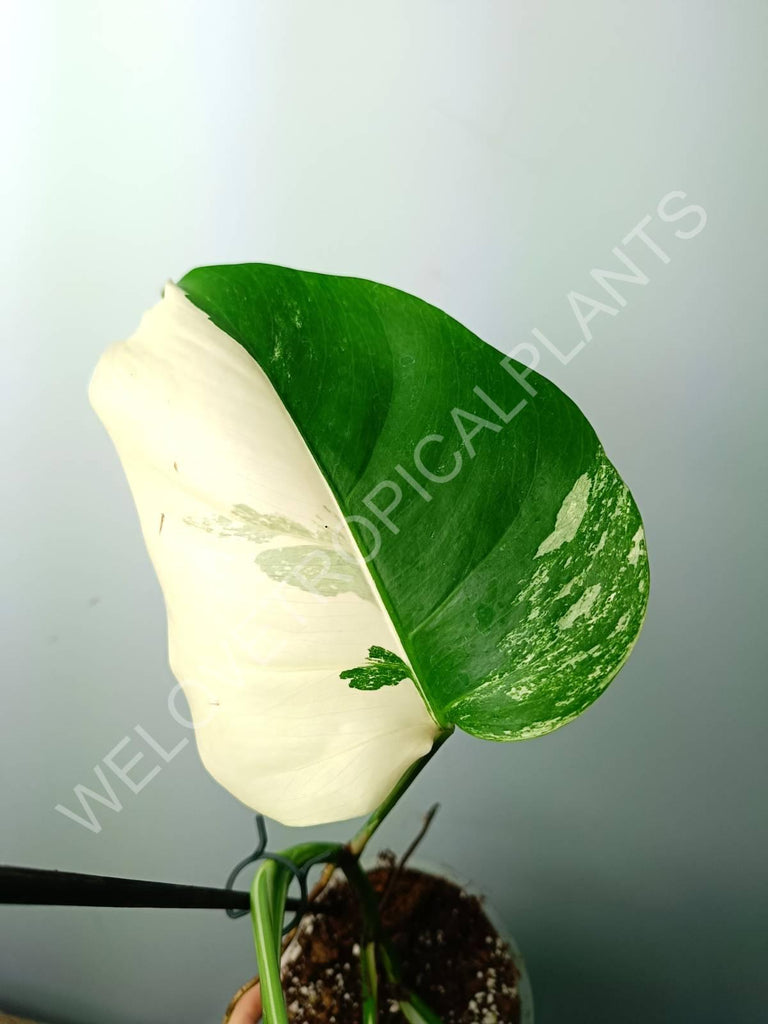 Monstera variegata albo