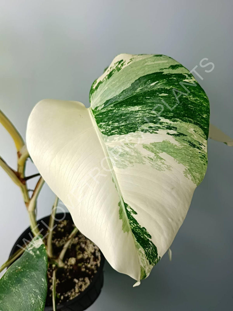 Monstera variegata albo extra white