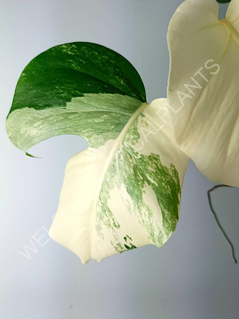 Monstera variegata albo extra white