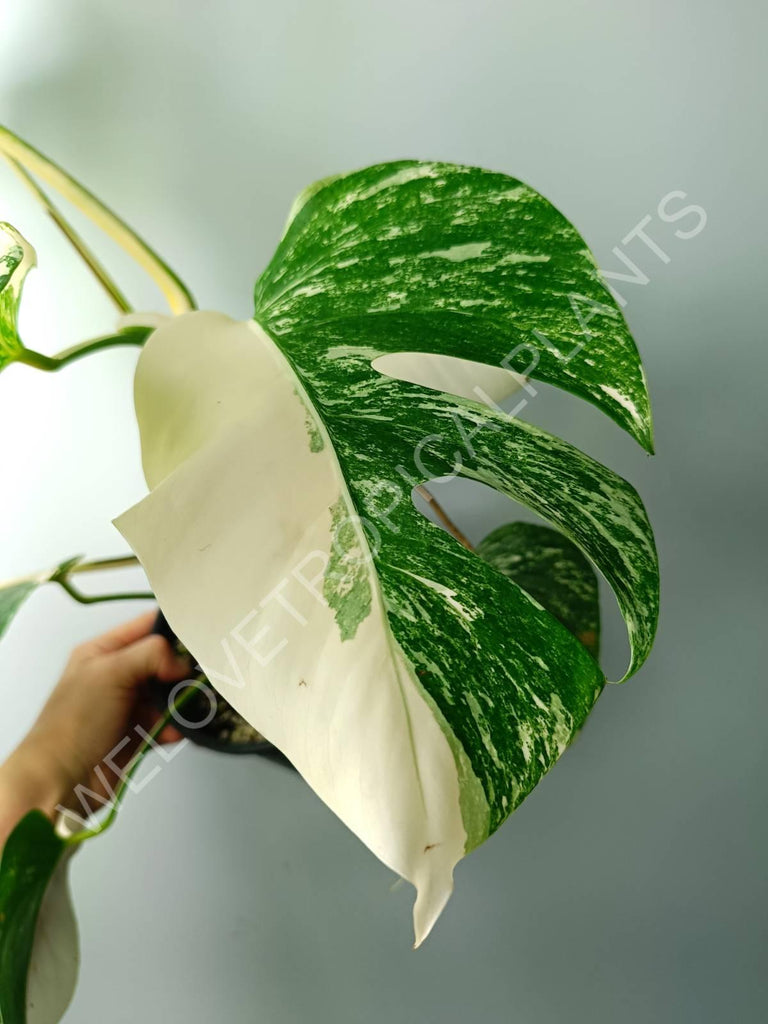 Monstera variegata albo extra white